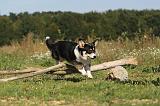 CORGI PEMBROKE 313